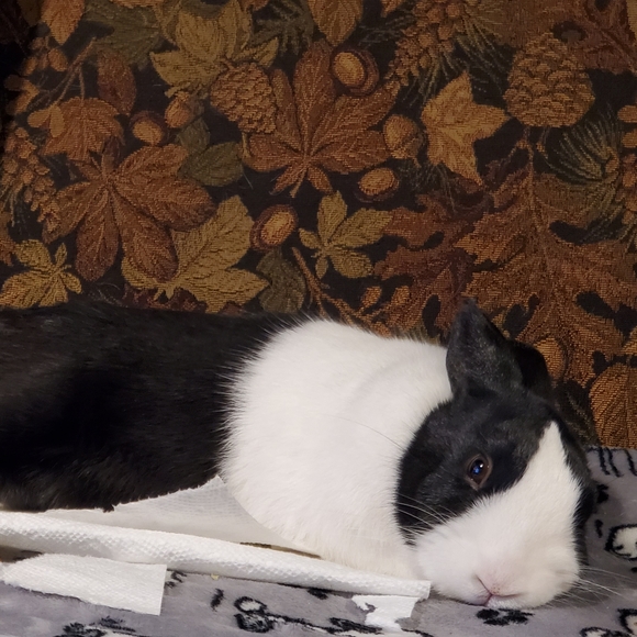 Meet your Posher, Aidan - Picture 1 of 1